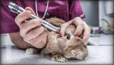 animal testing is bad essay